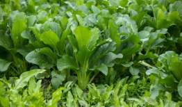 各种菜短视频,探秘各大菜系风采