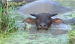 牛的搞笑短视频,牛的搞笑短视频集锦