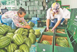 凉山吃瓜爆料视频大全集,视频大全集精彩瞬间回顾