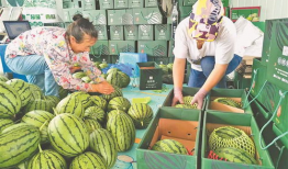 凉山吃瓜爆料视频大全集,视频大全集精彩瞬间回顾