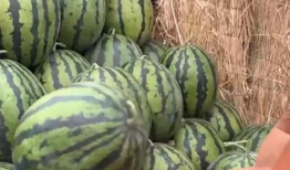 吃瓜大白爆料全过程,揭秘娱乐圈幕后真相