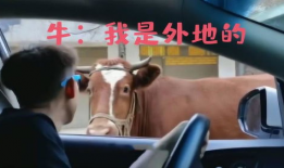 牛的搞笑短视频,牛的搞笑短视频集锦